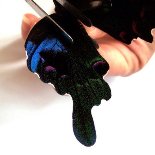 Papilio arcturus (bilateral aberrant, perhaps hybrid with Papilio bianor, ebay 3) (Internet Image property of respective owner, non-commercial use only)